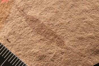 Media type: image;   Entomology PALE-4117